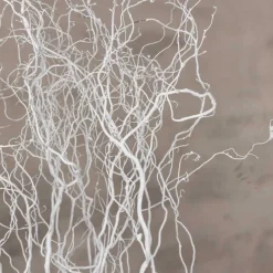 5 Zweige | Korkenzieherweide | Weiß | 160 cm