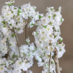 Apfelblütenstrauch Alise | Weiß | 65 cm