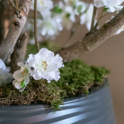 Apfelblütenstrauch Alise | Weiß | 65 cm