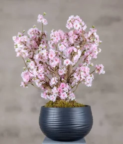 Apfelblütenstrauch Anette | Rosa | 65 cm