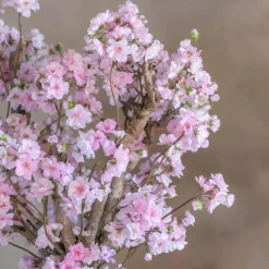 Apfelblütenstrauch Anette | Rosa | 65 cm
