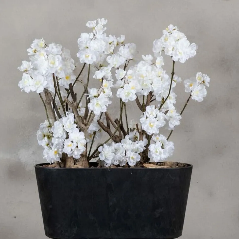 Apfelblütenstrauch Jolande | Weiß | 50 cm