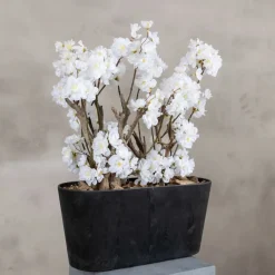 Apfelblütenstrauch Jolande | Weiß | 50 cm