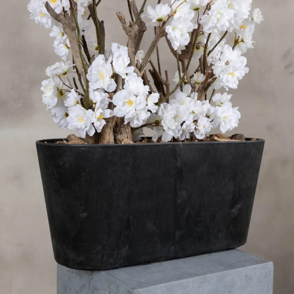 Apfelblütenstrauch Jolande | Weiß | 50 cm