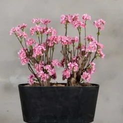 Apfelblütenstrauch Marlene | leuchtend Rosa | 50 cm