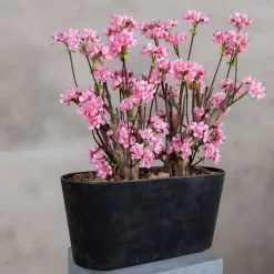 Apfelblütenstrauch Marlene | leuchtend Rosa | 50 cm