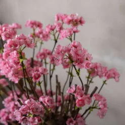 Apfelblütenstrauch Marlene | leuchtend Rosa | 50 cm