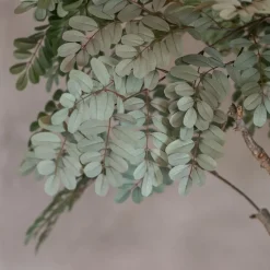 Baum Sardinien | 180 cm