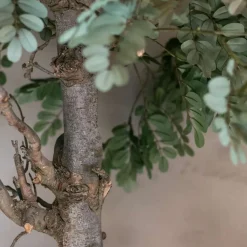 Baum Sardinien | 180 cm