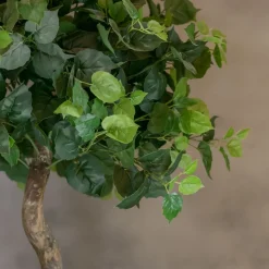 Baum Sizilien | Mit Topf | 165cm