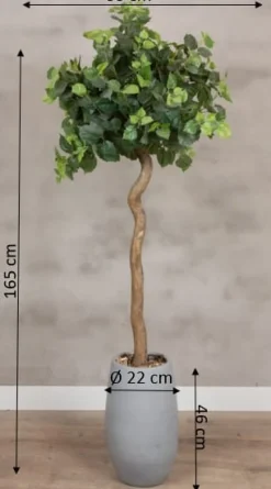 Baum Sizilien | Mit Topf | 165cm