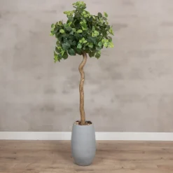 Baum Sizilien | Ohne Topf | 165 cm