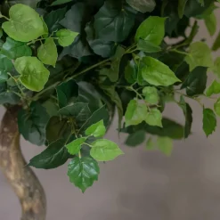 Baum Sizilien | Ohne Topf | 165 cm