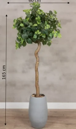 Baum Sizilien | Ohne Topf | 165 cm