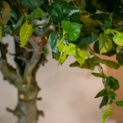 Baum Venetië | 180cm