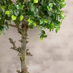 Baum Venetië | 180cm