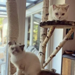 Birken-Kratzbaum | Mimi | 200x100cm