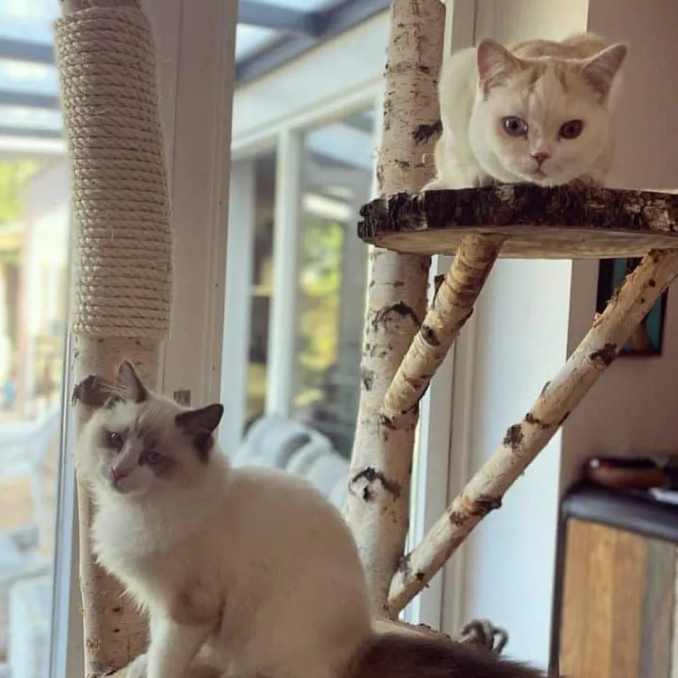 Birken-Kratzbaum | Mimi | 200x100cm