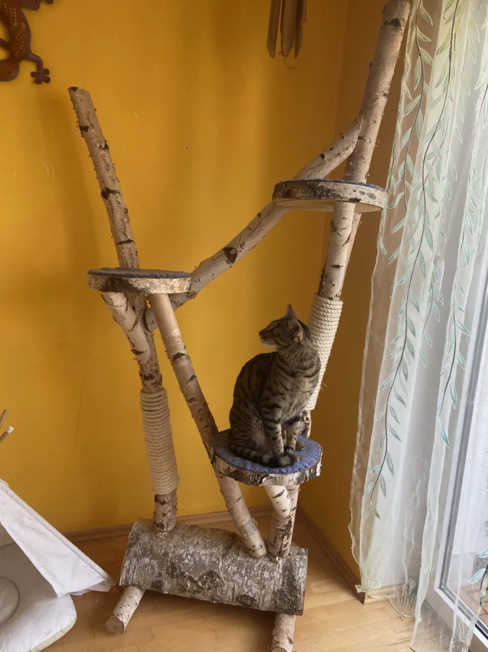 Birken-Kratzbaum | Mimi | 200x100cm