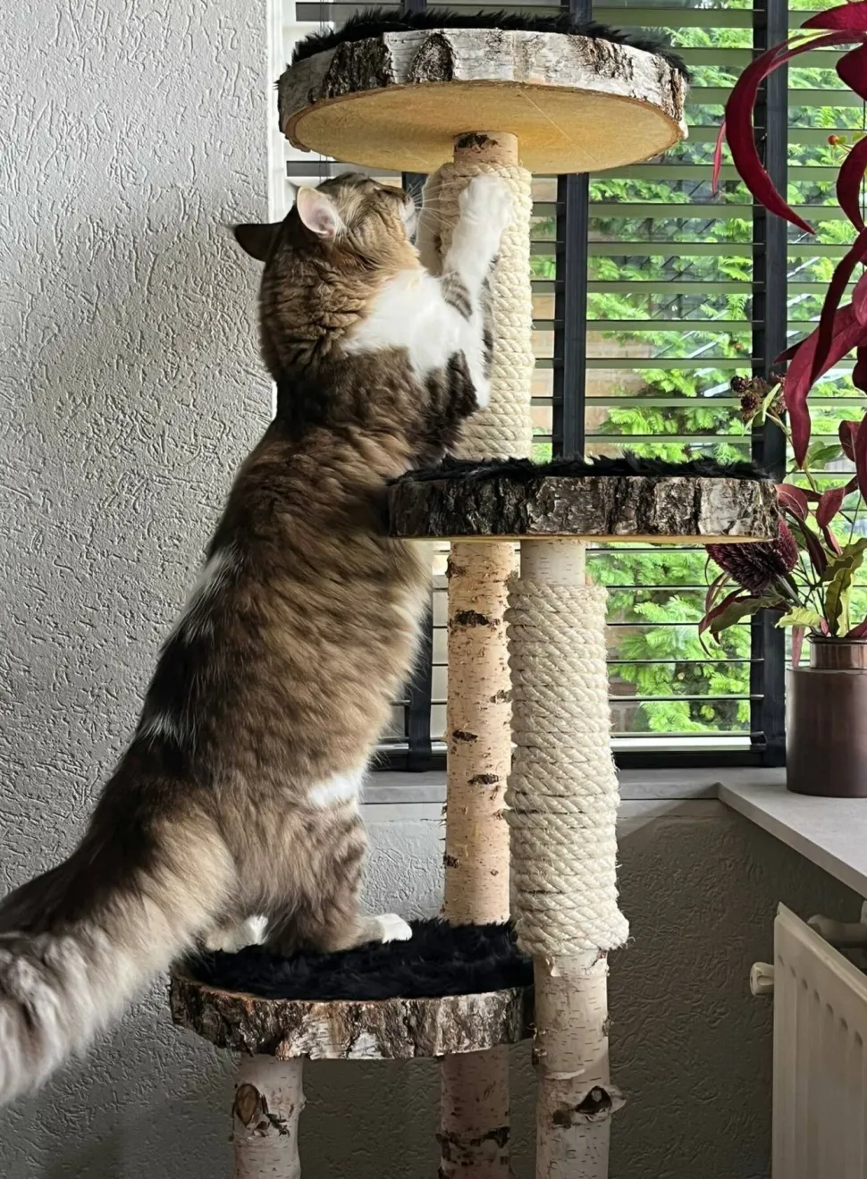 Birken-Kratzbaum | Minoes | 125x35cm