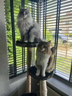 Birken-Kratzbaum | Minoes | 125x35cm