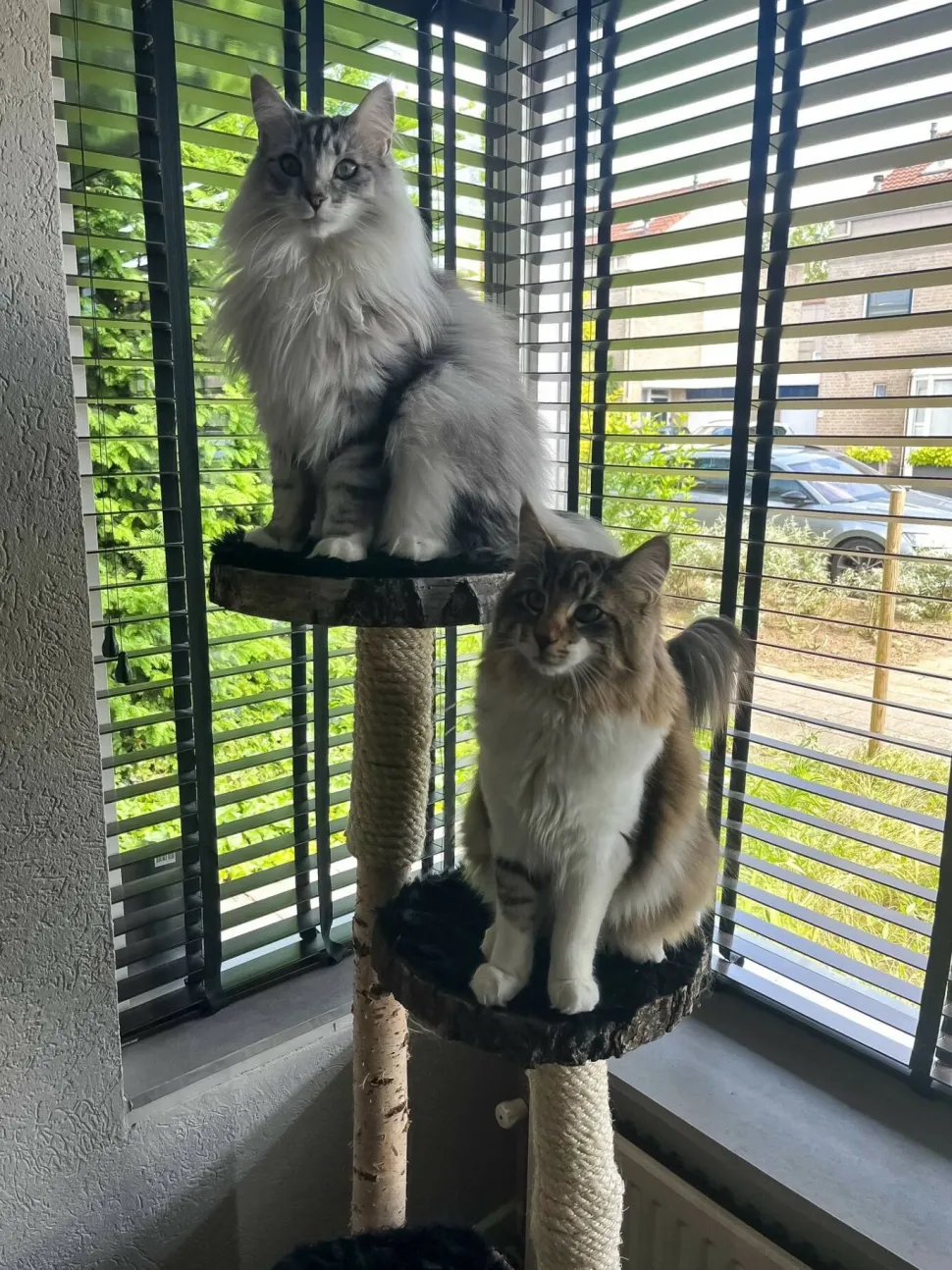 Birken-Kratzbaum | Minoes | 125x35cm