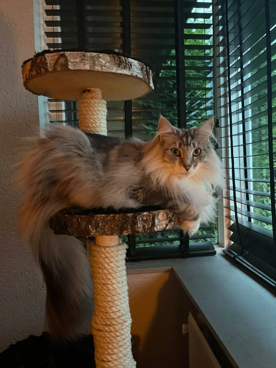 Birken-Kratzbaum | Minoes | 125x35cm