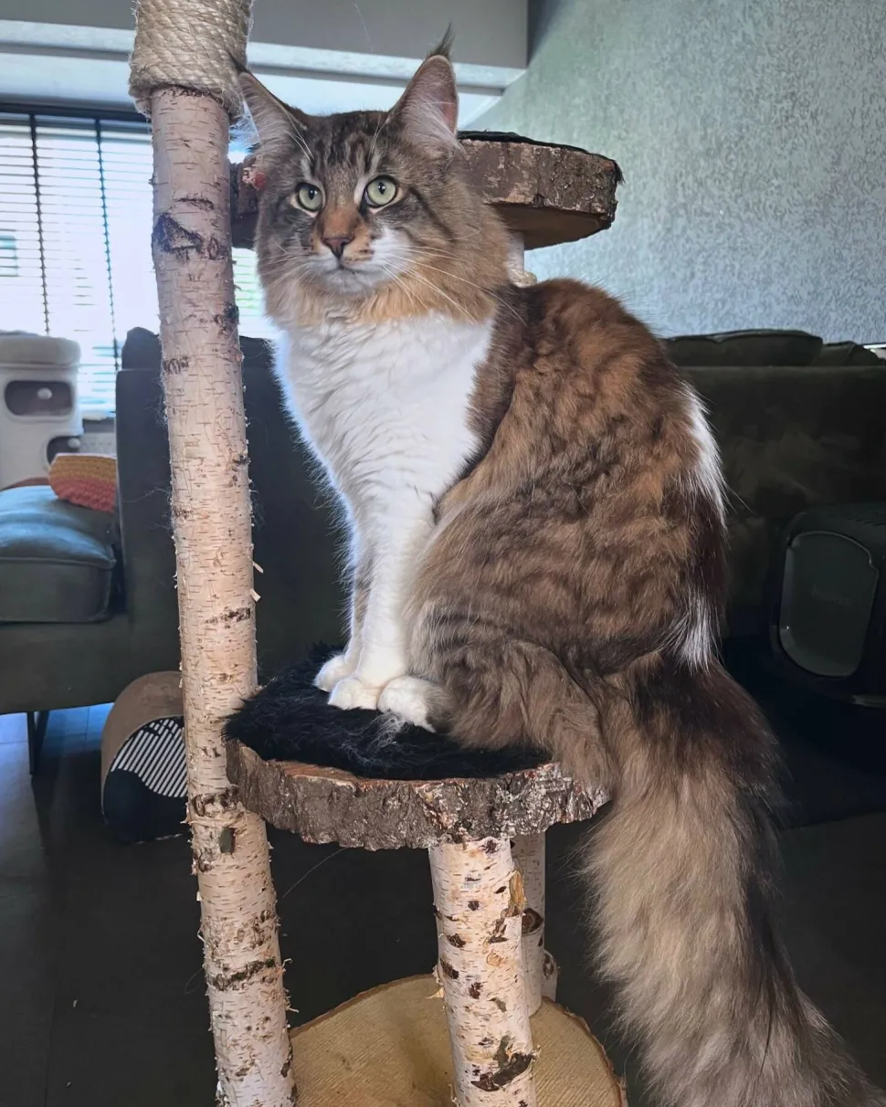 Birken-Kratzbaum | Minoes | 125x35cm