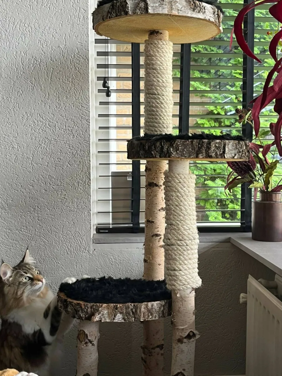 Birken-Kratzbaum | Minoes | 125x35cm