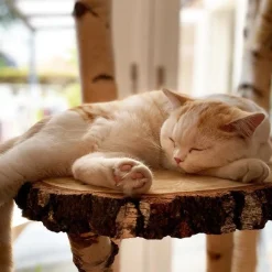 Birken-Kratzbaum | Minoes | 125x35cm