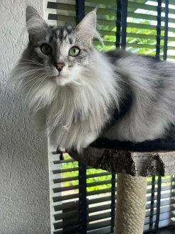 Birken-Kratzbaum | Nala | 120x80cm