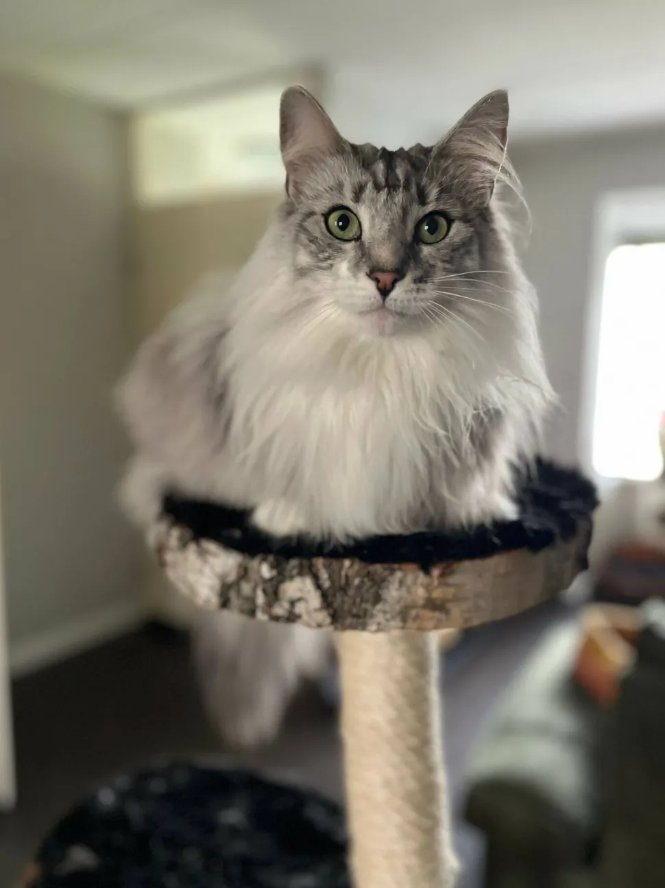 Birken-Kratzbaum | Nala | 120x80cm