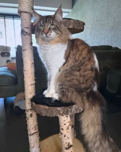 Birken-Kratzbaum | Nala | 120x80cm