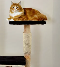 Birken-Kratzbaum | Rocco | 110x65cm