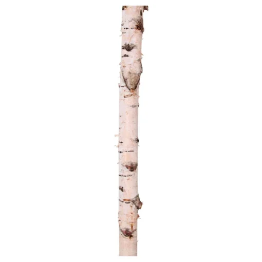 Birkenstamm | Länge 50–150 cm | Ø 3-5 cm