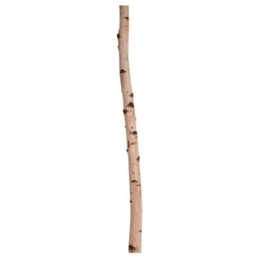 Birkenstamm | Länge 50–150cm | Ø 10–12cm