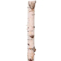 Birkenstamm | Länge 50–150cm | Ø 10–12cm