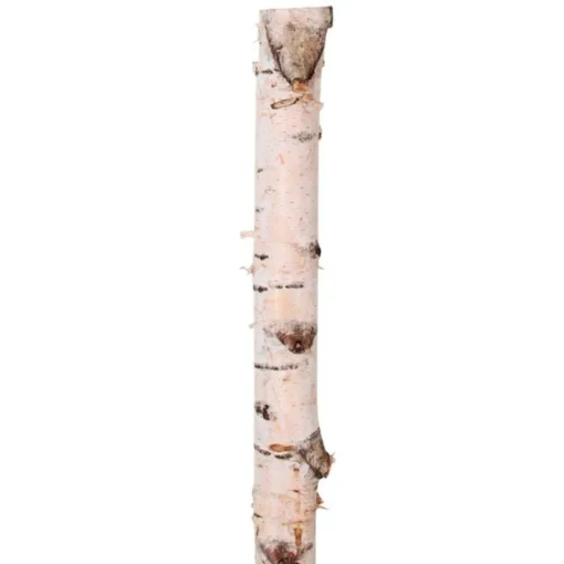 Birkenstamm | Länge 50–150cm | Ø 10–12cm