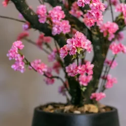 Blütenbaum Livia mit Topf | Leuchtend rosa | Groß | 150 cm