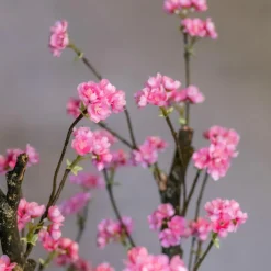 Blütenbaum Livia mit Topf | Leuchtend rosa | Groß | 150 cm