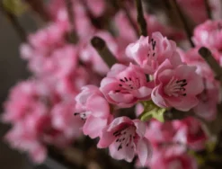 Blütenbaum Livia mit Topf | Leuchtend rosa | Groß | 150 cm