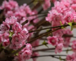 Blütenbaum Livia ohne Topf | Leuchtend rosa | Groß | 150 cm