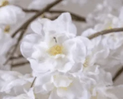 Blütenbaum Nine ohne Topf | Weiß | Mittel | 150 cm