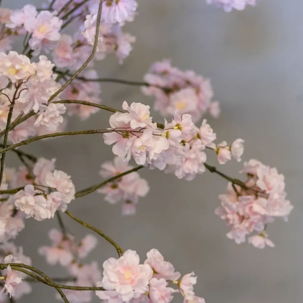 Blütenbaum Suze mit Topf | Rosa | Groß | 150 cm