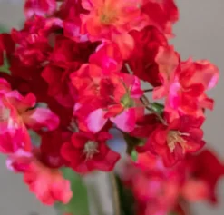 Blütenbaum Vieve ohne Topf | Fuchsia | Mittel | 150 cm