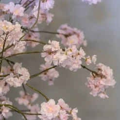 Blütenstrauch Lova ohne Topf | Rosa | 140 cm