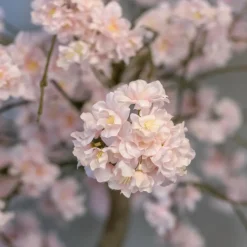 Blütenstrauch Lova ohne Topf | Rosa | 140 cm