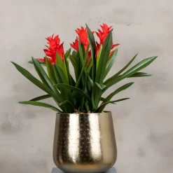Blumengesteck Bromelie | 60 cm
