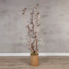 Champagnerbaum mit drei Birnenzweigen -150 cm