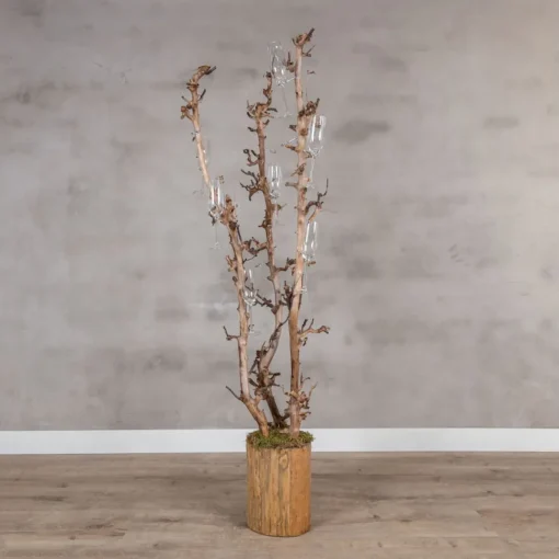 Champagnerbaum mit drei Birnenzweigen -150 cm